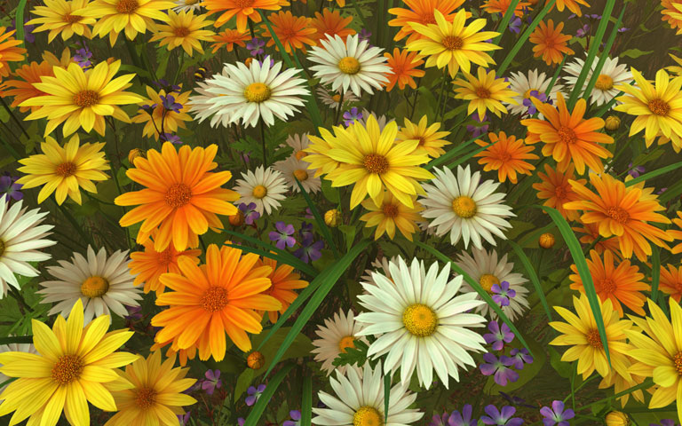 http://ru.3planesoft.com/img/wildflowers_widescreen01.jpg